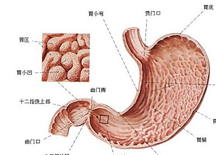 胃炎胃镜检查报告图片图片