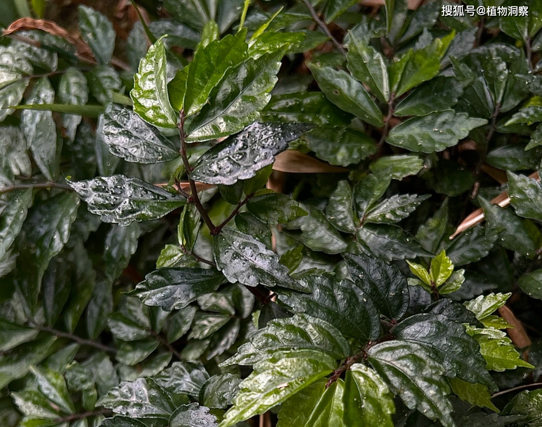 赤车,又称小锦枝,赤车使者,有3大作用,价值极高,农民!