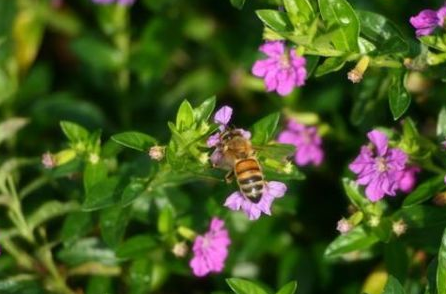 来临,蜂群达不到采蜜群势的4大补救方法,蜂蜜产量倍增_时候_蜜蜂_能力
