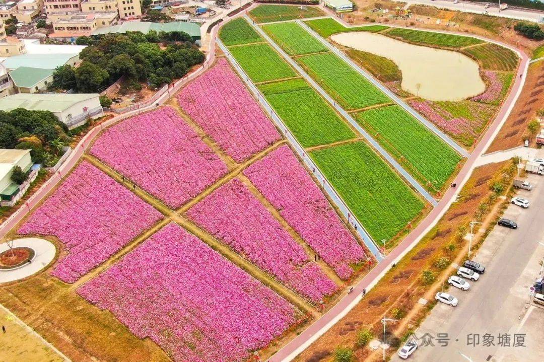 市民在东莞塘厦开心过大年!