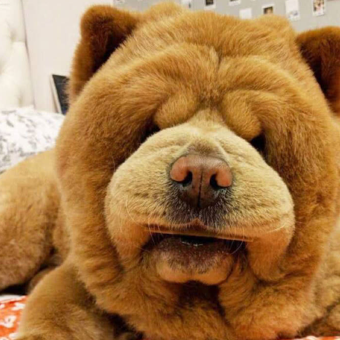 这只差点死在宠物店的松狮宝宝,被领养回家之后,变成