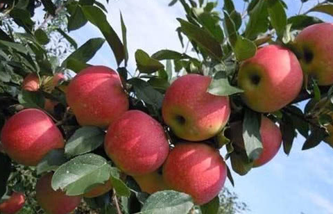 吃过东北的冻梨,那美国苹果园里的"空心冰苹果",你吗?