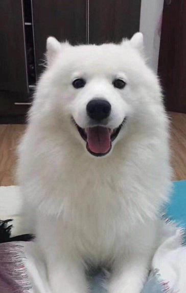 萨摩耶幼犬喂养,没有经验的情况下成年犬和幼犬喂养有什不同呢?