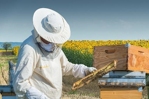 换蜂王时需要注意什么?_蜂群