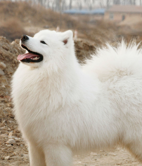 萨摩耶幼犬喂养,没有经验的情况下成年犬和幼犬喂养有什不同呢?