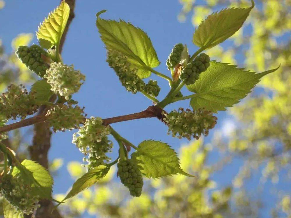 然而值得注意的是,云南所称的马桑花与其它地区所说的马桑花并非鸵换