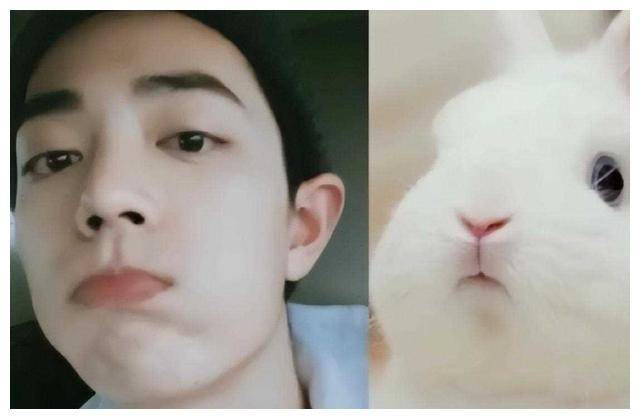 王一博,肖战犹如动物明星,易烊千玺相貌神似!_鲜明对比_形象_猫咪