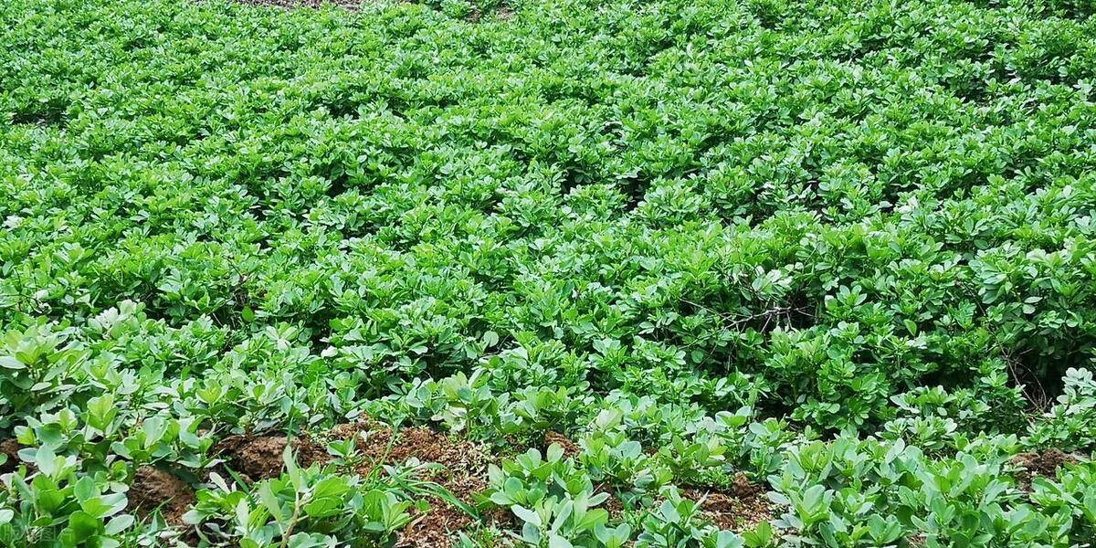 学习板蓝根高效栽培技术,从此轻松种植!_cm_kg_种子