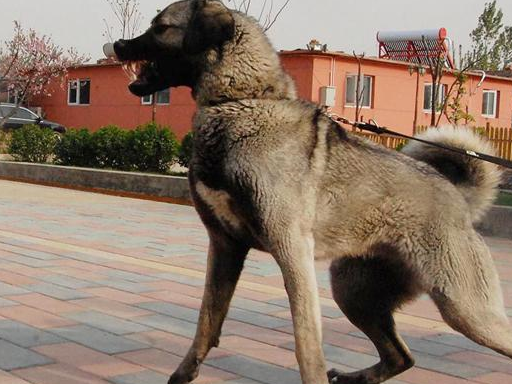 在我们的邻国日本盛产着一种外形巨大,生猛凶悍的斗犬,在中国的藏獒