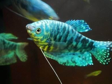 观赏鱼蹭个痒痒我们也大惊小怪的,这样怎能养好鱼呢?_