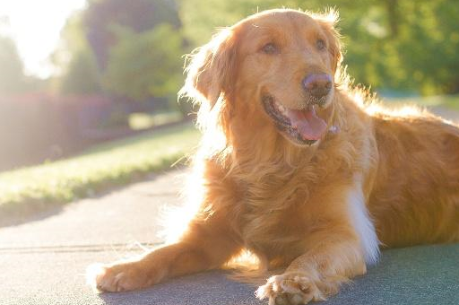 最忠诚的5种狗,养了它们绝对不后悔!你家主子上榜了吗