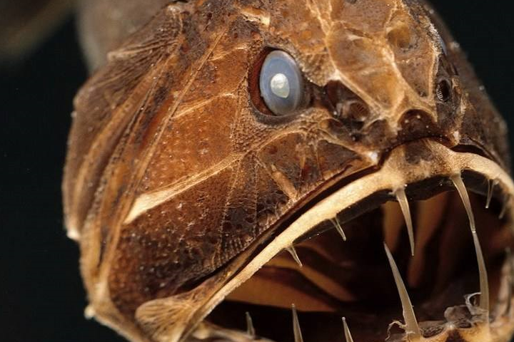 琵琶鱼的特征和养殖方法,你真的了解么_身体_其他_青苔