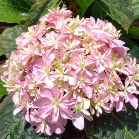 绣球花,会浇水,懂施肥,哗哗猛开花_液肥_干肥_地区