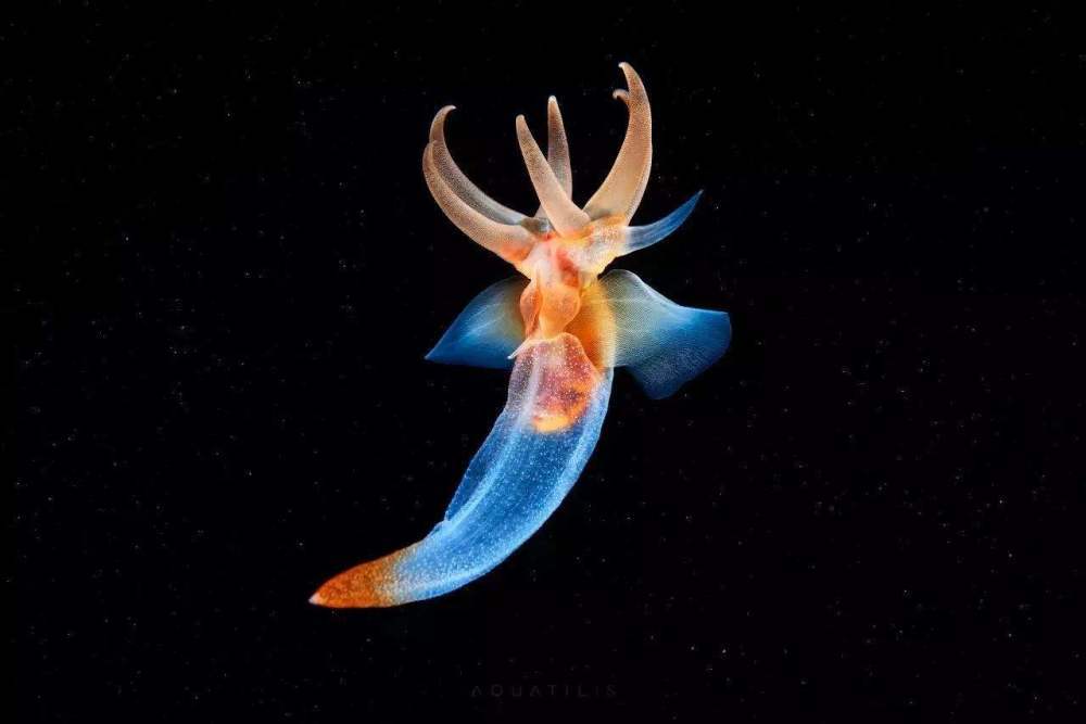 你知道吗?外表可爱的“海天使”其实是海洋藻类还是肉食性动物?_搜狐网