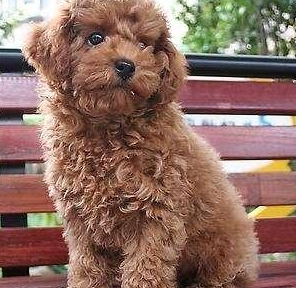 为什么每次回家泰迪犬总是很兴奋?这5个原因,让人觉得很暖心!