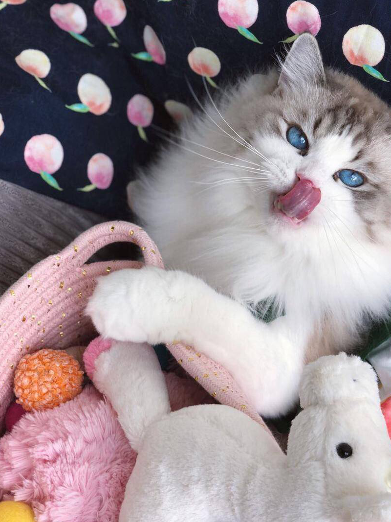 晒一晒你家的猫vs别人家的猫!为什么会这样?