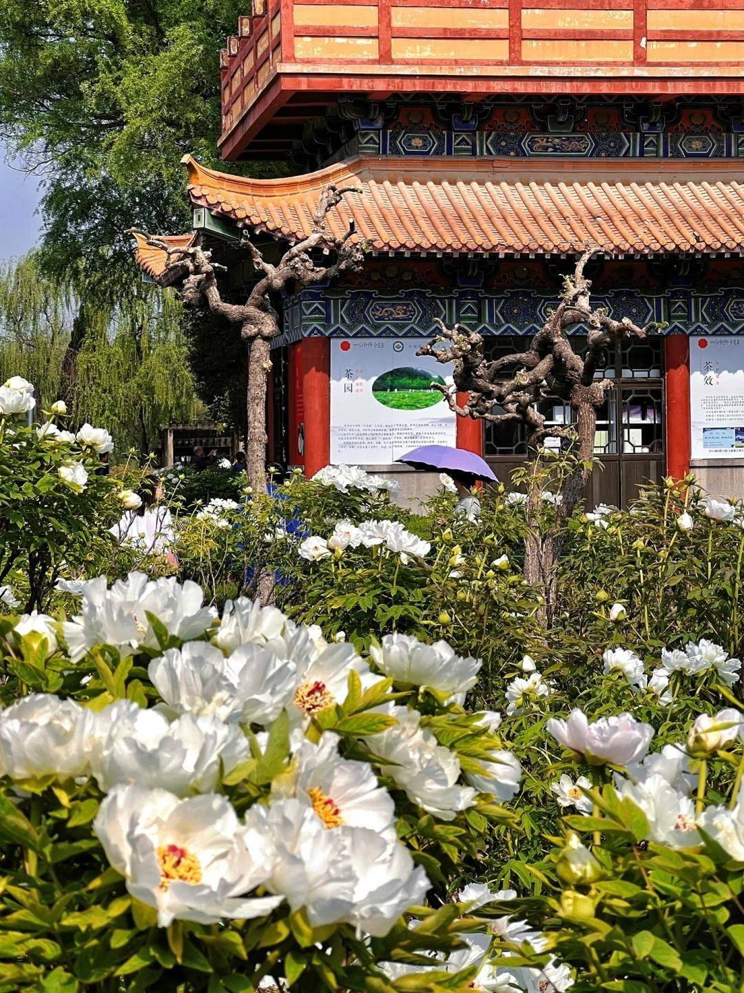 "唯有牡丹真国色"去了洛阳才明白这句诗!_王城_公园_大道