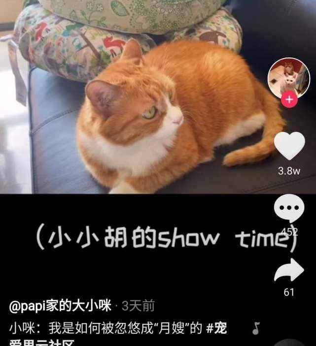 papi酱独立女性人设崩塌?