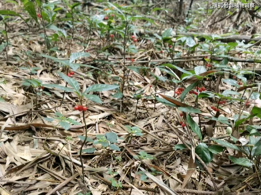 紫金牛,又称矮地茶,叶下红,有3大作用,价值极高,农民朋友要了解!