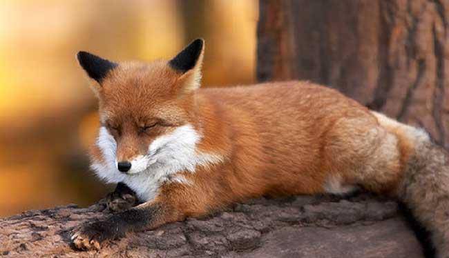 "猎狐大战"中的悲催英国狐狸,被抓36次太憋屈了_贵族_世纪_打猎