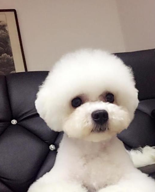 比熊腿脱毛痒,比熊老是咬身上和腿是痒吗?还是其它原因?