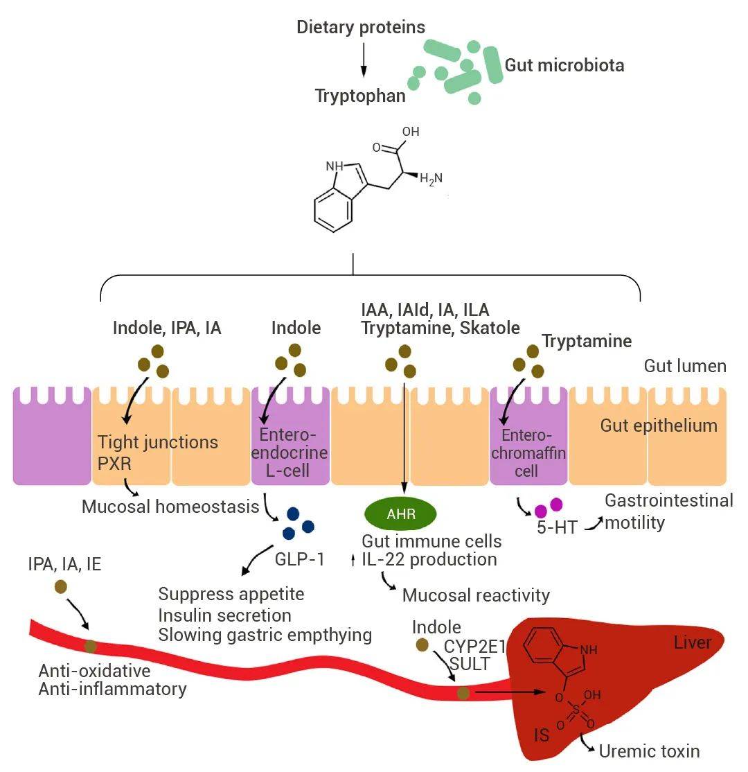 进入血液,其中一些(如 ipa,ie,ia)具有抗氧化和抗炎作用,而硫酸吲哚酚