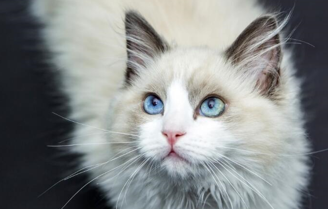 布偶猫身上究竟有什么魅力?为何喜欢它的人那么多_猫咪_野猫_女士