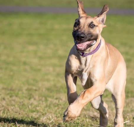 关于大丹犬你知道多少呐?_德国_黑色_拳师