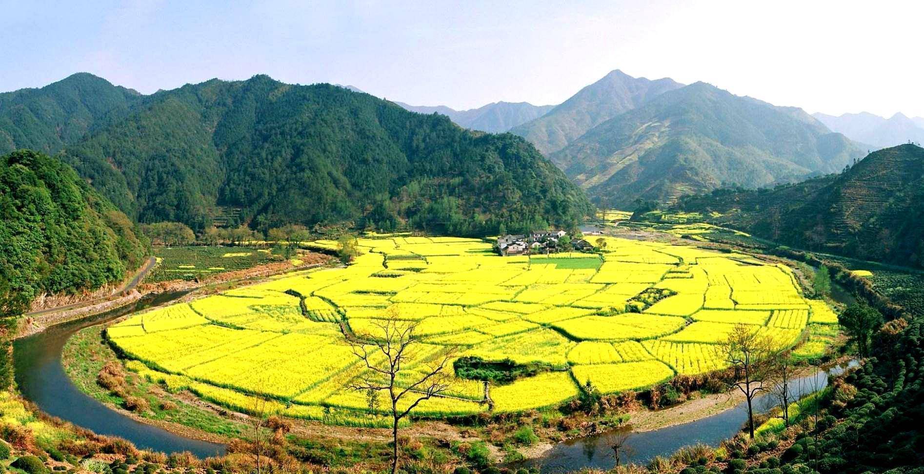 安徽油菜花赏花最全地图,14处赏花景点任你选!_花海_梯田_黄山
