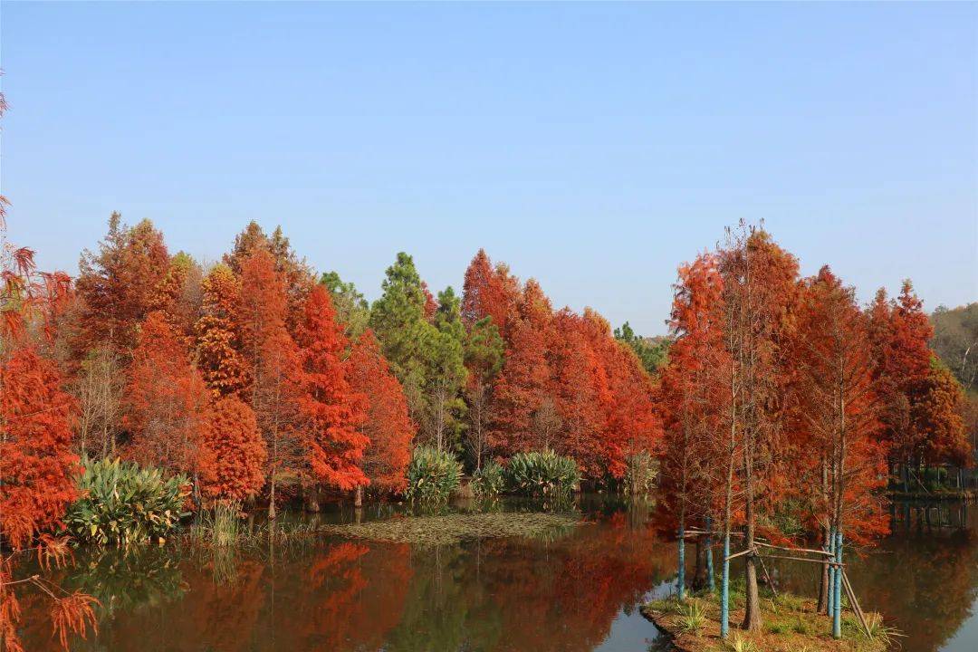 南京明城墙发现珍稀"野生水杉",究竟有多罕见?_保护_环境_植物