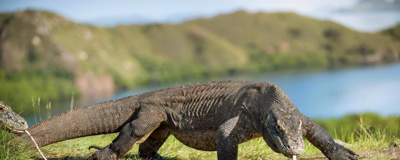 公元920年,耶律阿保机射死的那条"黑龙",到底是什么动物?