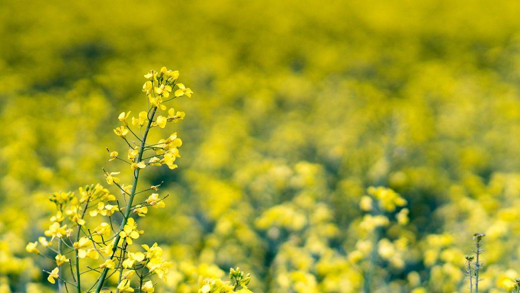 二十四节气的词_麦子_往事_光阴