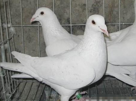 鸽子_参赛_内容