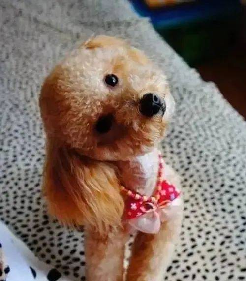 泰迪犬试图用可爱的表情来缓解主人的愤怒.