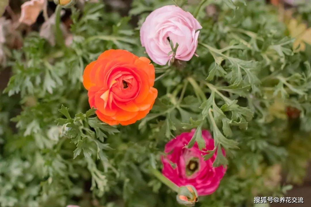 春季开花灿烂的盆栽花毛茛,可持续赏花4周以上_温度_天气_叶子和