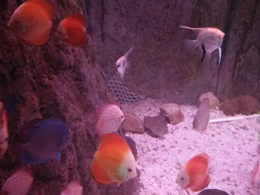 七彩神仙鱼可以和很多热带鱼混养,为什么我只混养迷你鹦鹉?