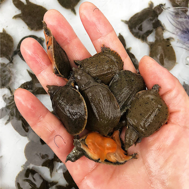 甲鱼苗市场价格多少钱,2024甲鱼苗价格【全网解析】_影响_常德_养殖户