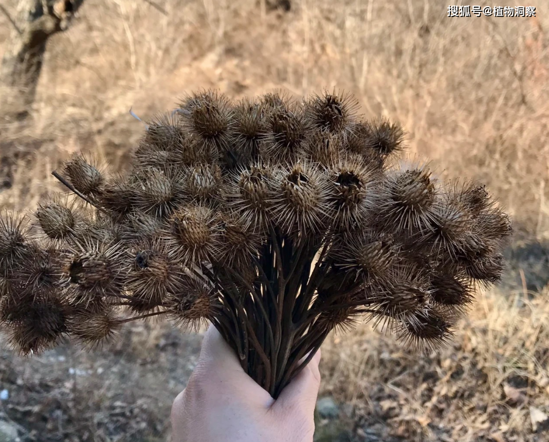 带刺粘人的植物图片