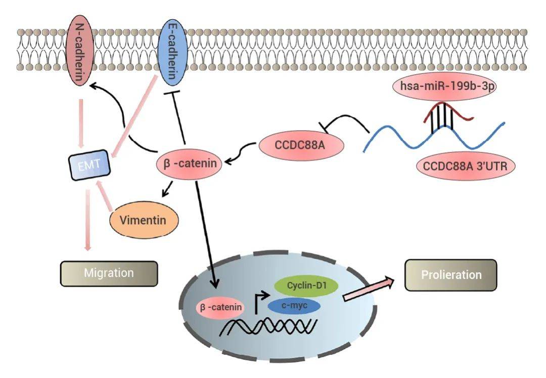 wnt/β-catenin通路的激活途径在肿瘤研究的应用