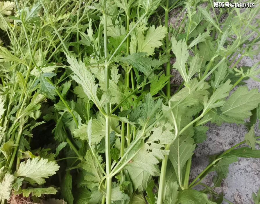 马鞭草,又称凤颈草,铁马鞭,有4大作用,价值极高,农民朋友要了解!