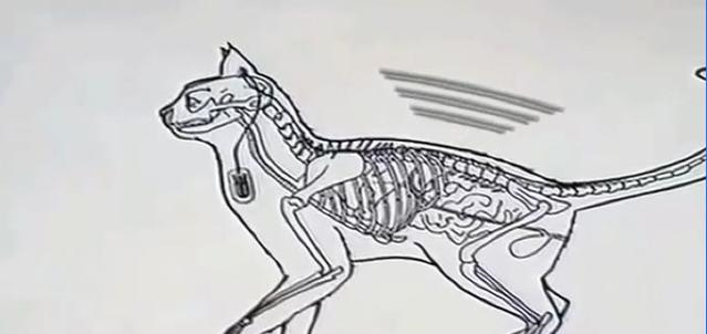 中情局花两千万训练一只"间谍猫",第一次任务就出了