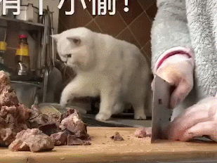 猫咪_主人_柯基