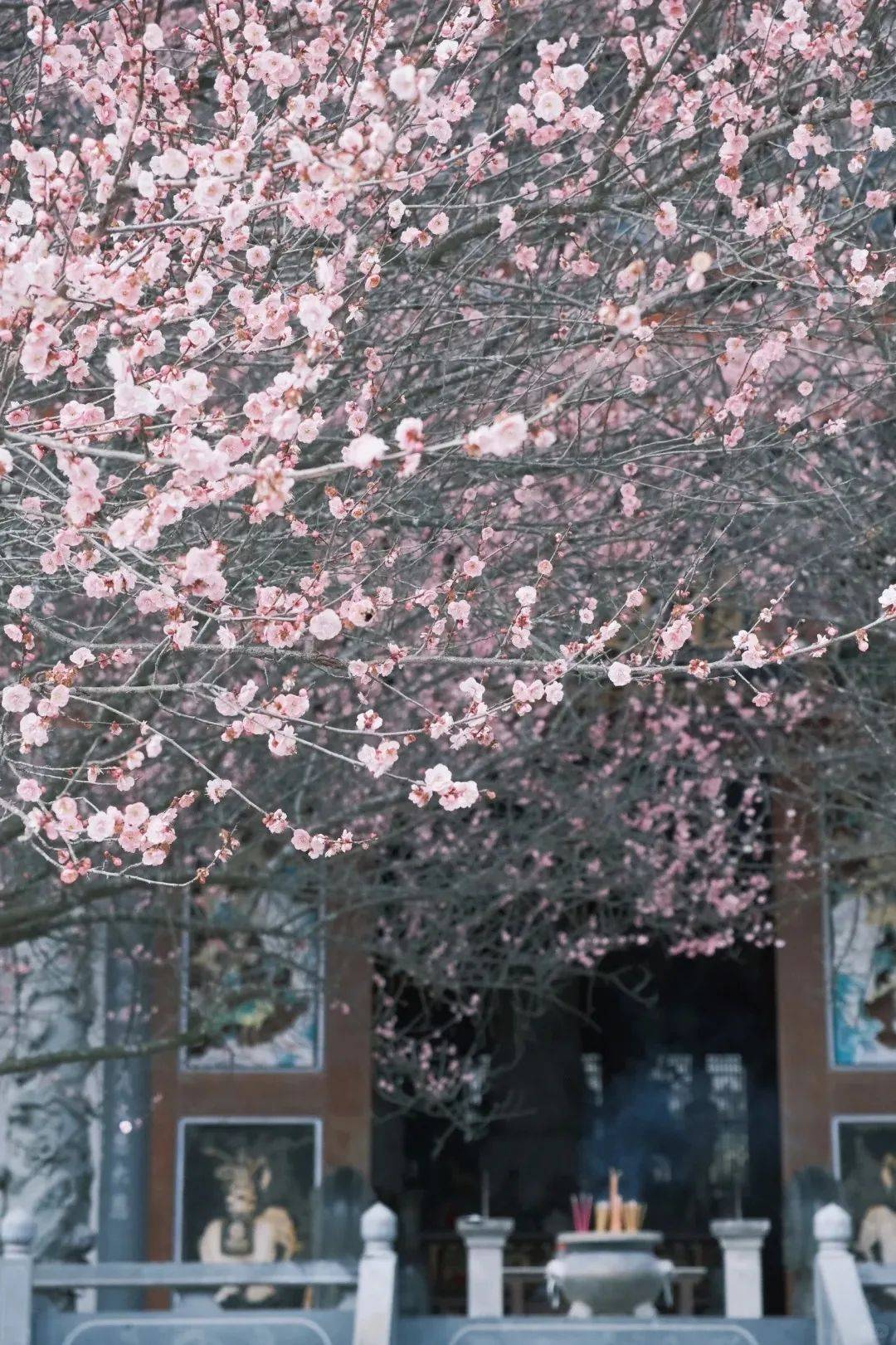 每到春天[林阳寺]的梅园就会被人海覆盖,别说春节这样的好日子.