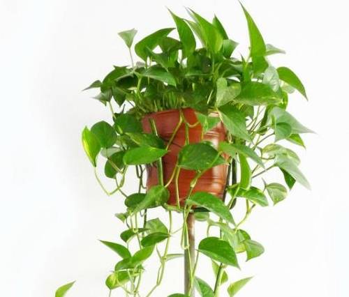 家里绿萝万万要这样养,一年四季都能爆盆,后悔没早知道_时候_植物_情