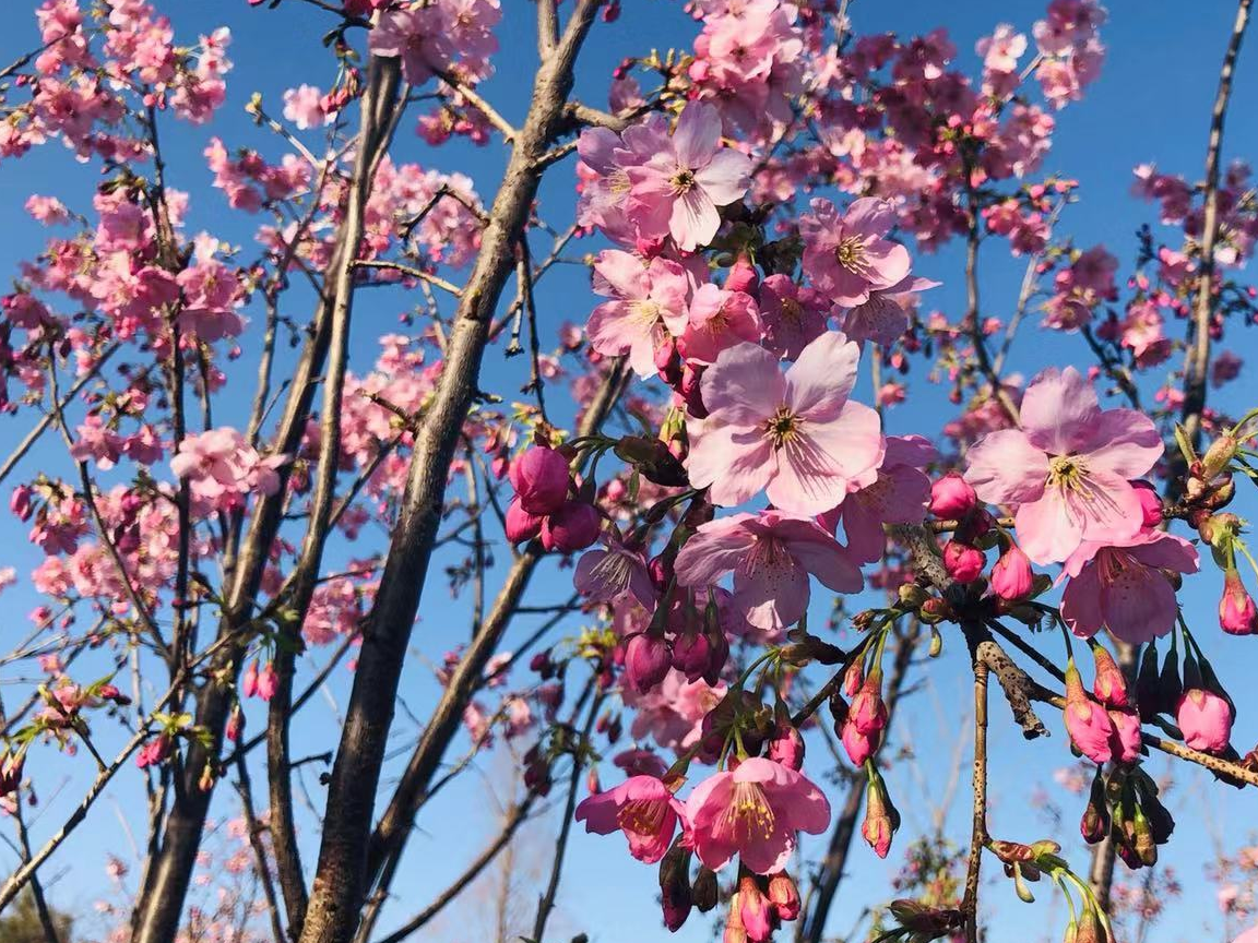 北京玉渊潭公园早樱盛开,逛累了还有麦当劳樱花餐厅可以吃饭