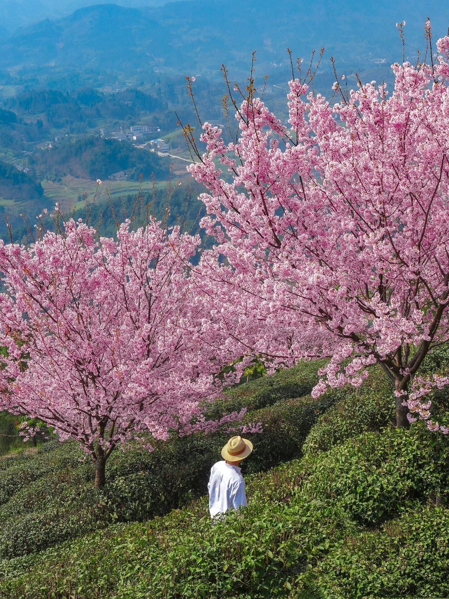 我愿称之为"重庆最治愈的花海"～_江津_机位_楼梯