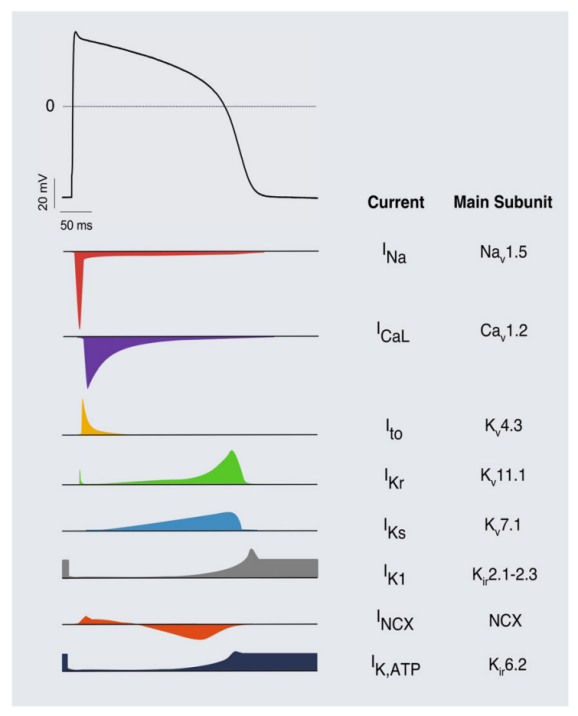 有济说 | 比格犬用于qt间期延长评估的一般考虑_试验_药物_心室