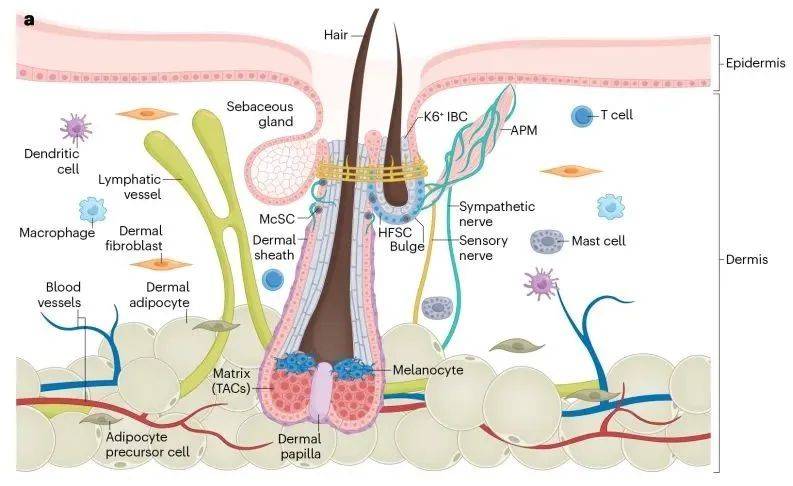 重磅新发现:软化毛囊干细胞或可促使毛发再生!_研究_mir-_分子