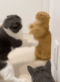 网友纷纷表示,最喜欢看小短腿和大佬干架,打架姿势和表情每次都是气鼓