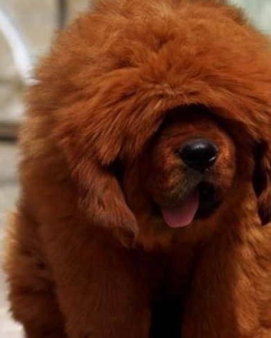 穷游快讯:萌宠之如何正确的照顾藏獒幼犬,你知道多少呢?